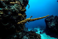 cozumel_3