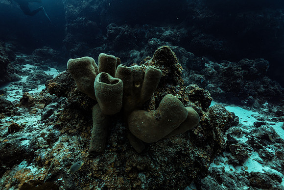 cozumel_11