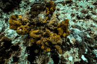 cozumel_13