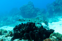cozumel_20