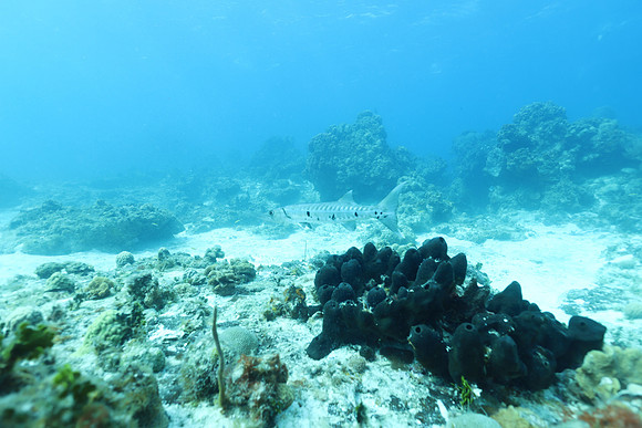 cozumel_21