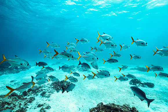 cozumel_23