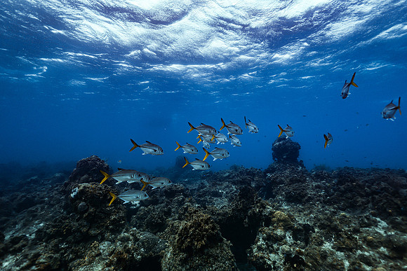 cozumel_24
