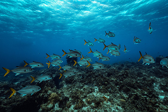 cozumel_25