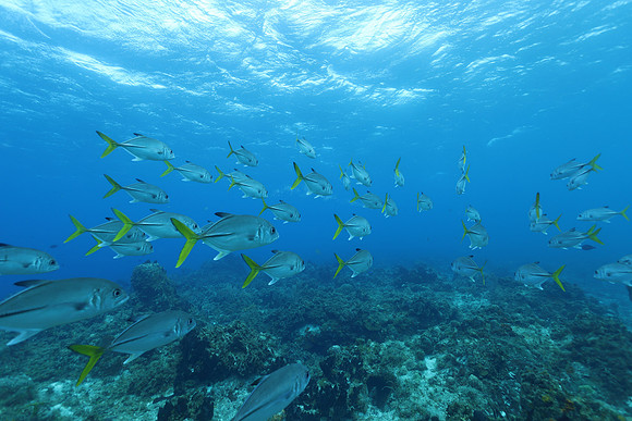 cozumel_26