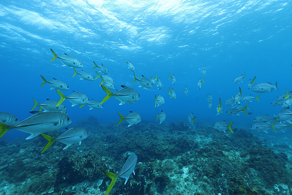 cozumel_27