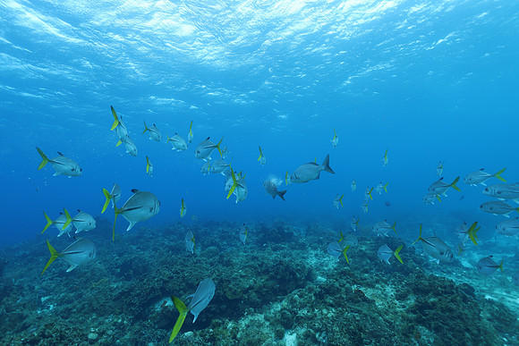 cozumel_28