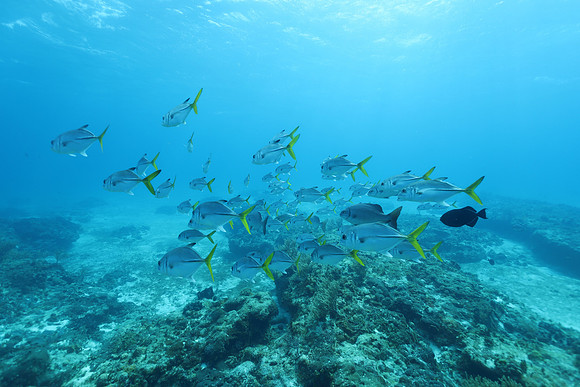cozumel_29
