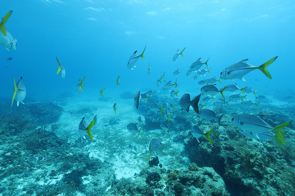 cozumel_30