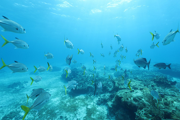 cozumel_31