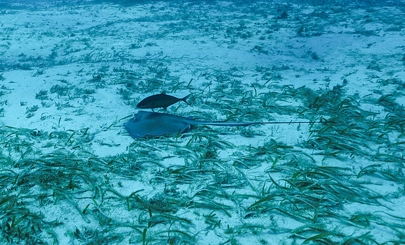 cozumel_34