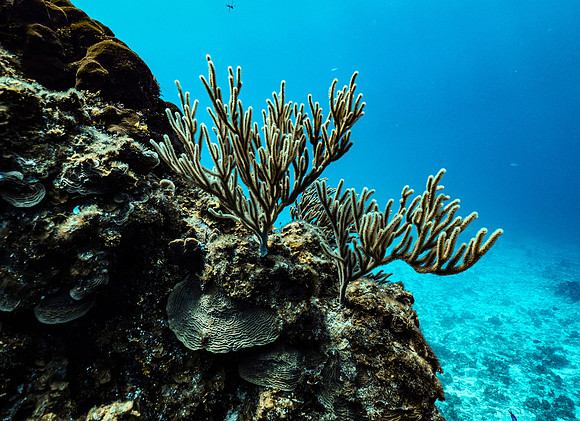 cozumel_43