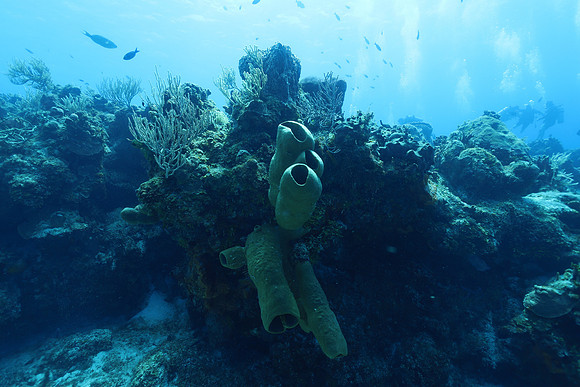 cozumel_48