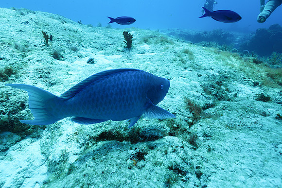 cozumel_57