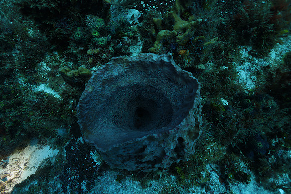 cozumel_65