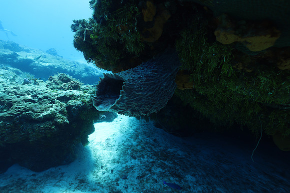 cozumel_66