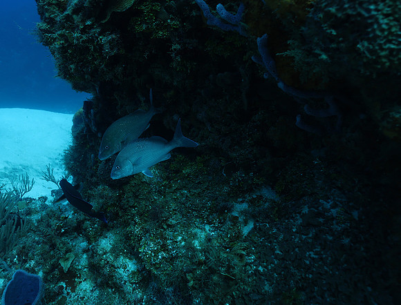 cozumel_70