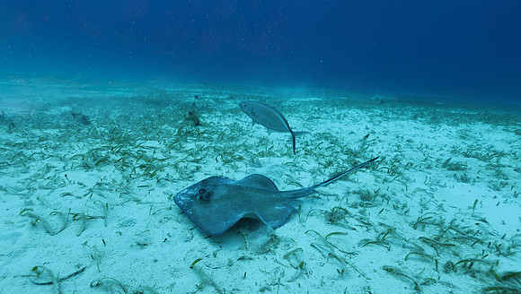 cozumel_93