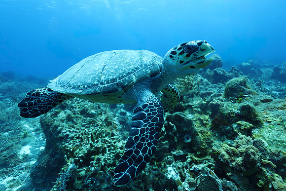 cozumel_102
