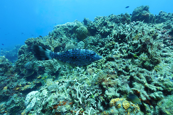 cozumel_103