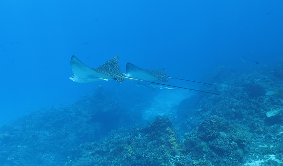 cozumel_105