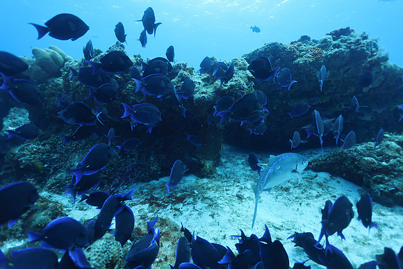 cozumel_106