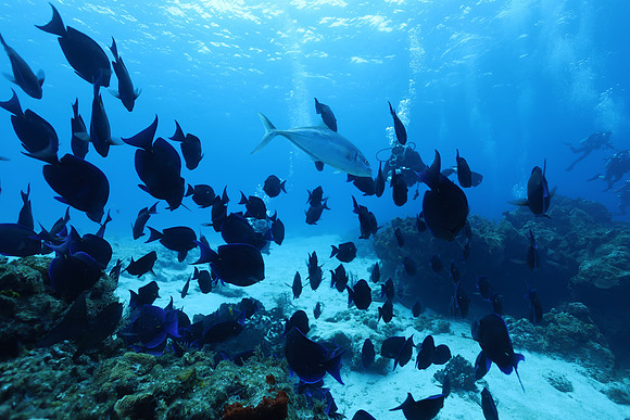 cozumel_107