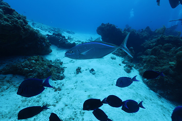 cozumel_108