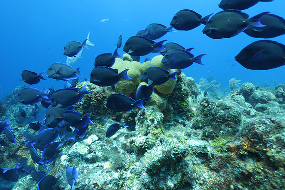 cozumel_109