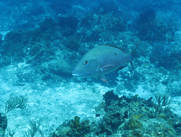 cozumel_110