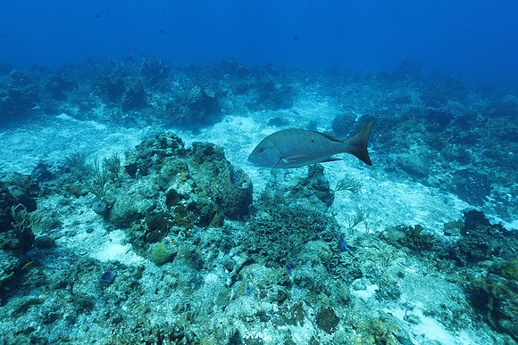 cozumel_111