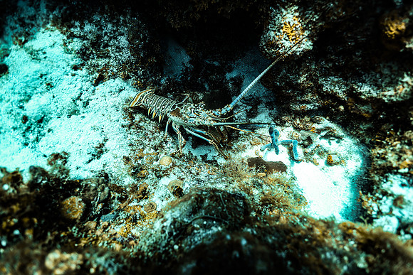 cozumel_113
