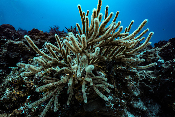 cozumel_114