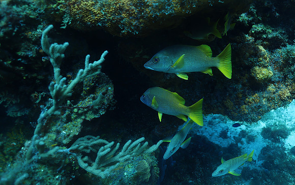 cozumel_146