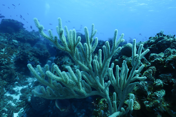 cozumel_147