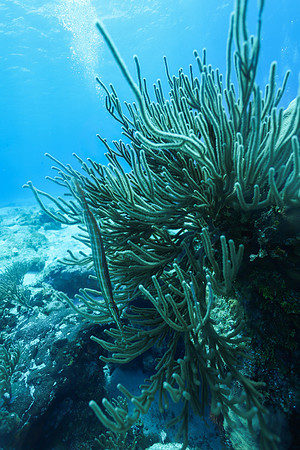 cozumel_148