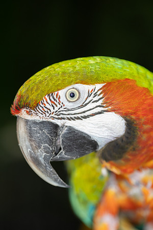 paratopia_mannychavez_3