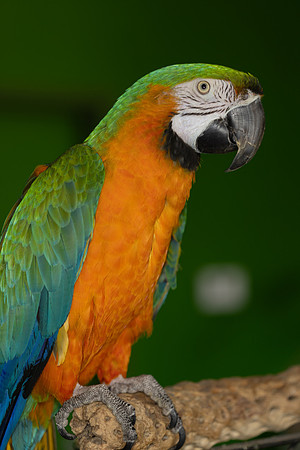 paratopia_mannychavez_6