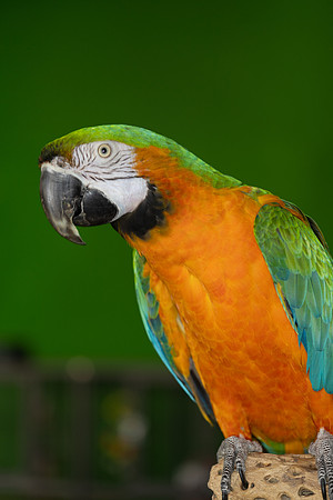 paratopia_mannychavez_9